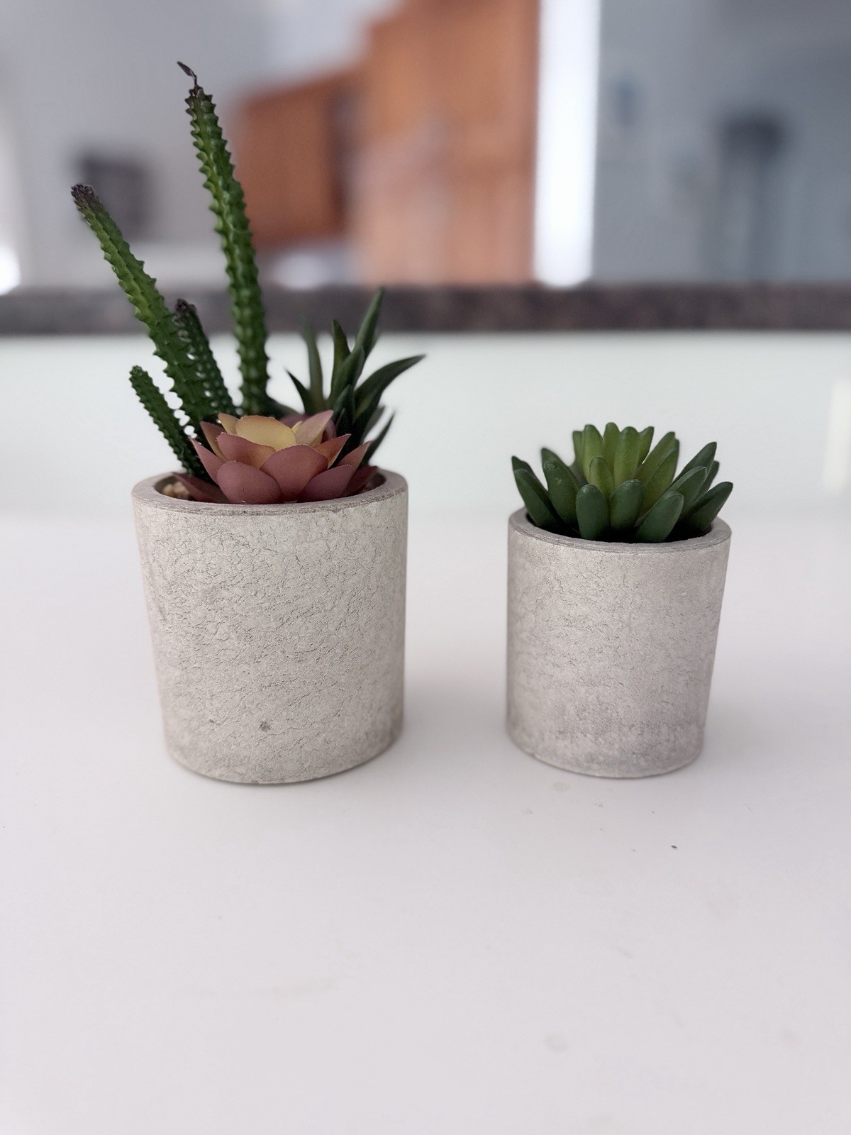 2 Potted Succulent Houseplants in Gray Planters, Green Floral & Garden Theme