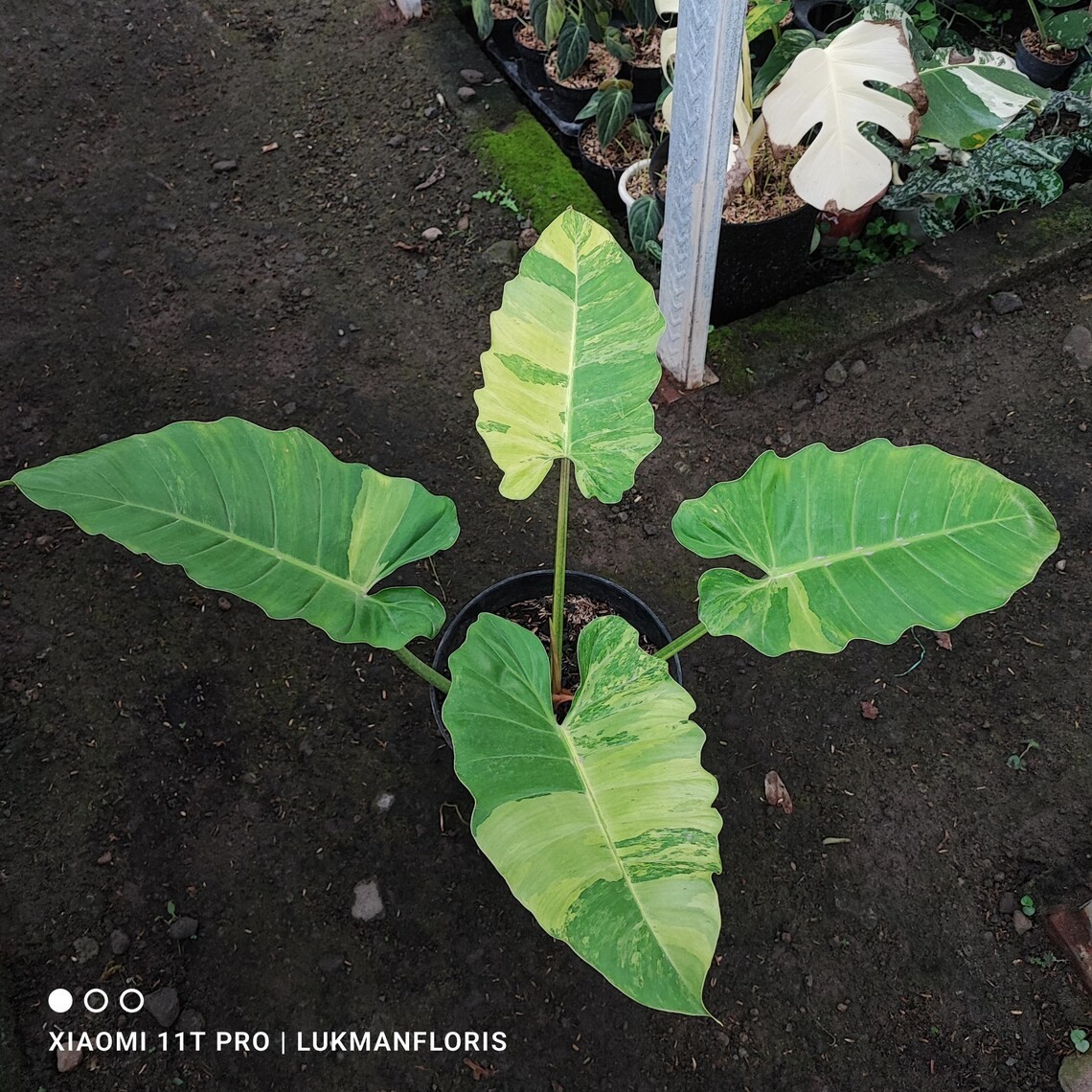 Philodendron Jungle Fiver Variegated Big Size Real Picture Rare Plant
