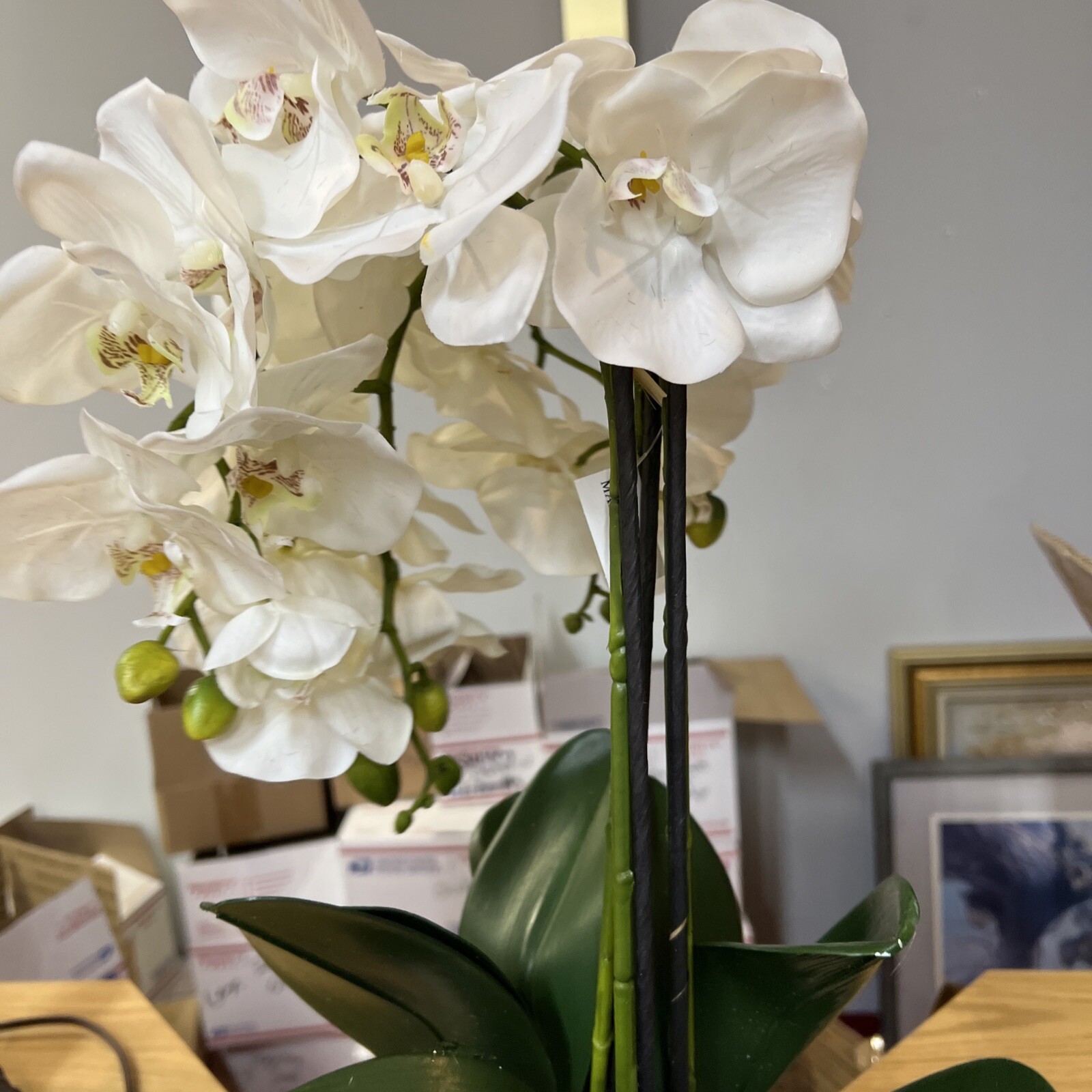 22″ Orchid Green White In Ceramic Pot Planter Valerie Parr Hill