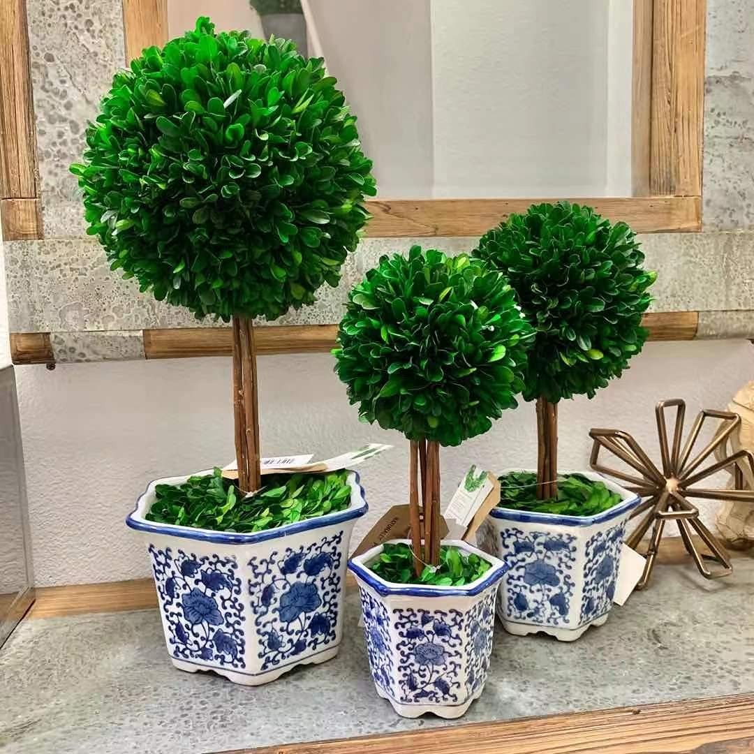 Preserved Boxwood Topiary Tree in Blue & White Ceramic Pot – Plant and Table …