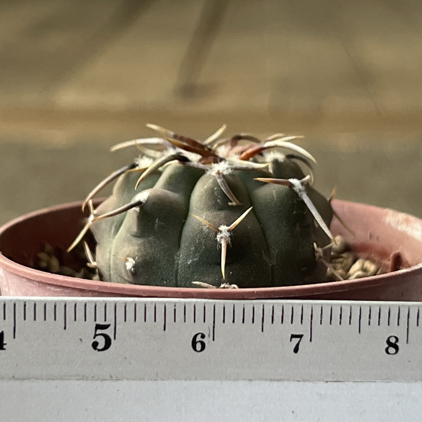 A37-398. G. vatteri v altaitinense, Spine selection in 3 generation, own root