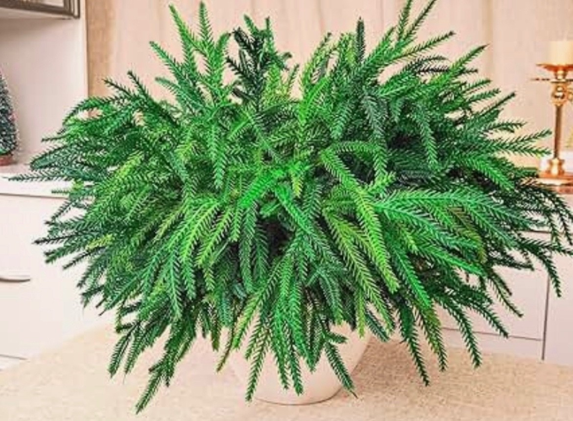 24Pcs Christmas Norfolk Pine Branches 18 Inch Artificial Norfolk Pine Stems Fau