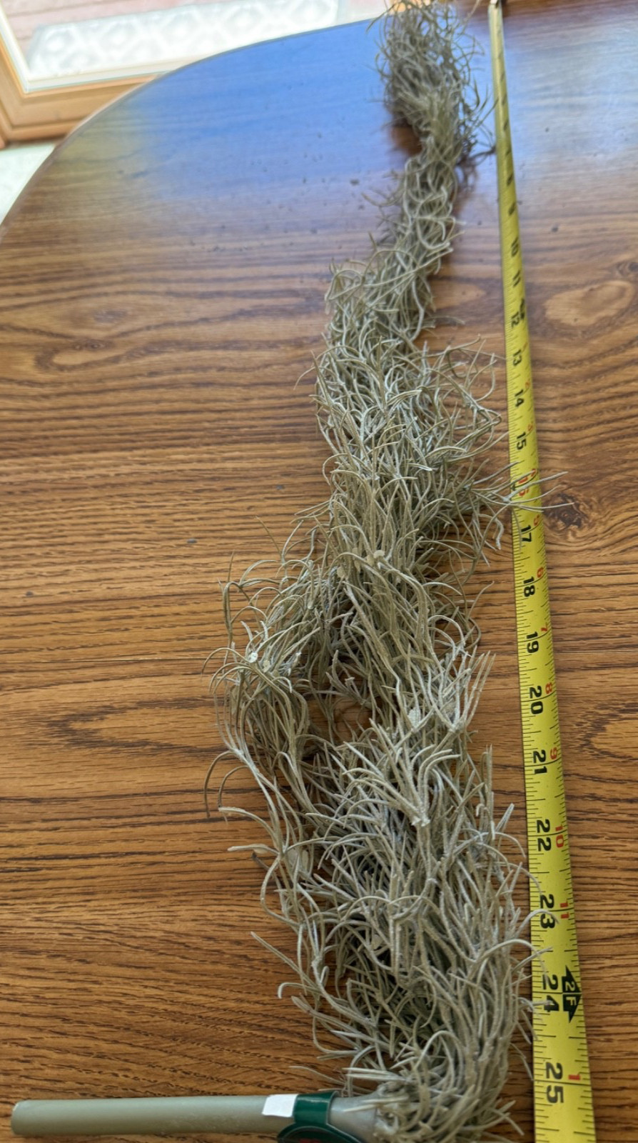 Dried Spanish Moss – potted plant filler, fairy gardens, crafts 26” long – NEW