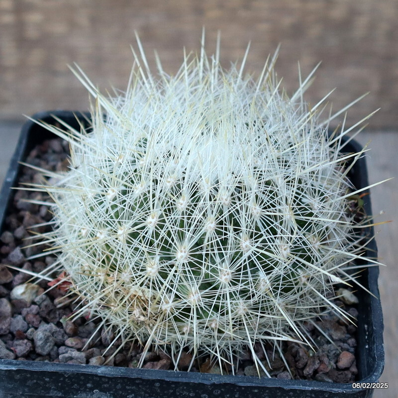 A6900 THELOCACTUS MACDOWELLII pot10-H6-W8 cm MaMa Cactus