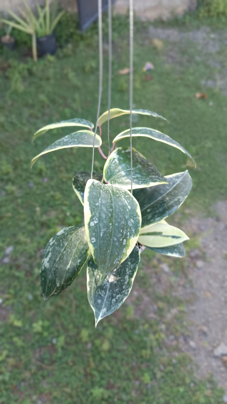 Real Picture Hoya Latifolia ‘Watermelon’ Albomarginata Big Size