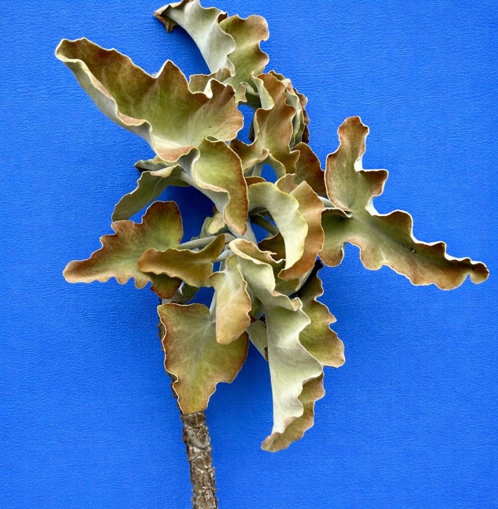 Kalanchoe beharensis SEEDS – Elephant ear kalanchoe | Velvet leaf