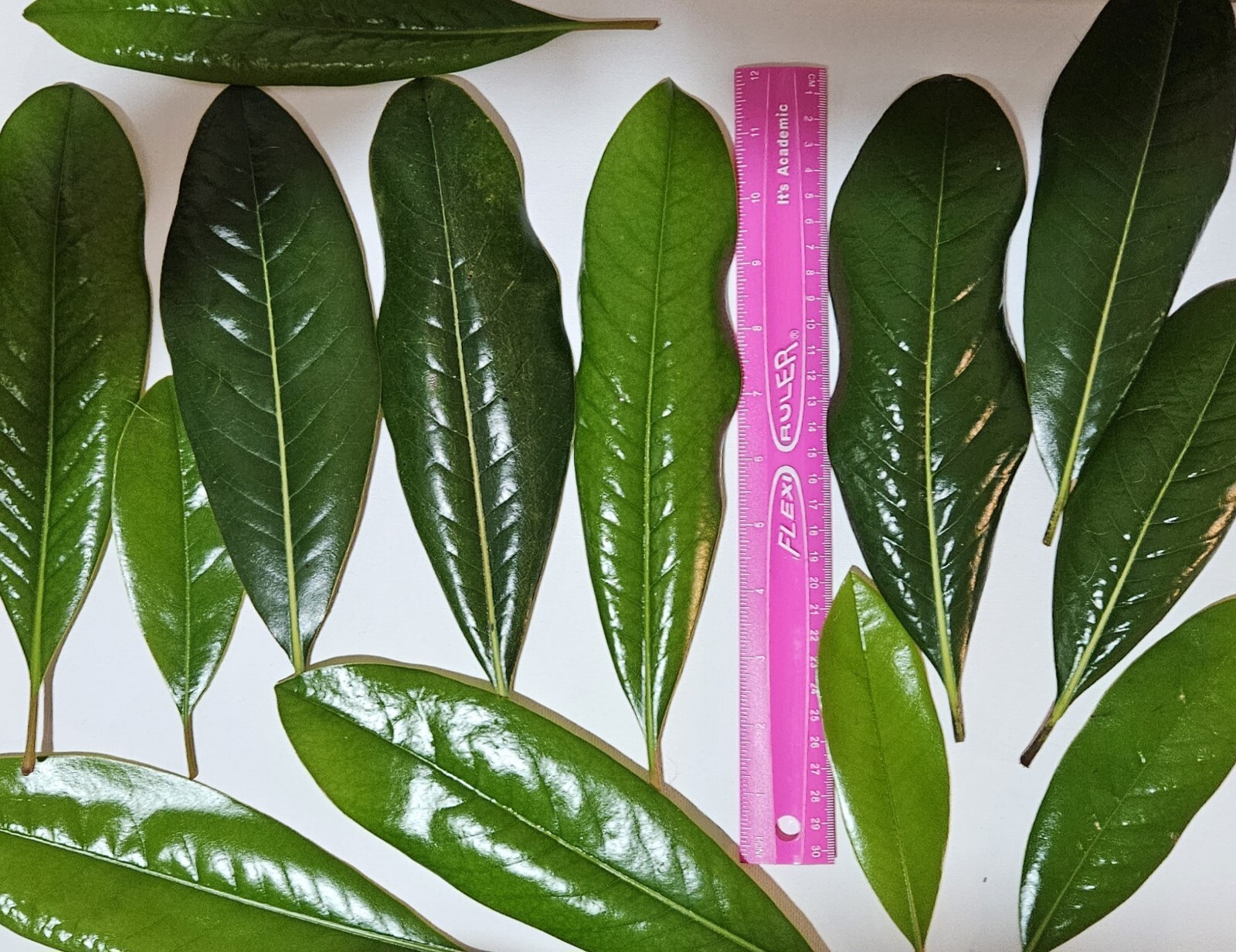 70 Magnolia Leaves Of Assorted Sizes