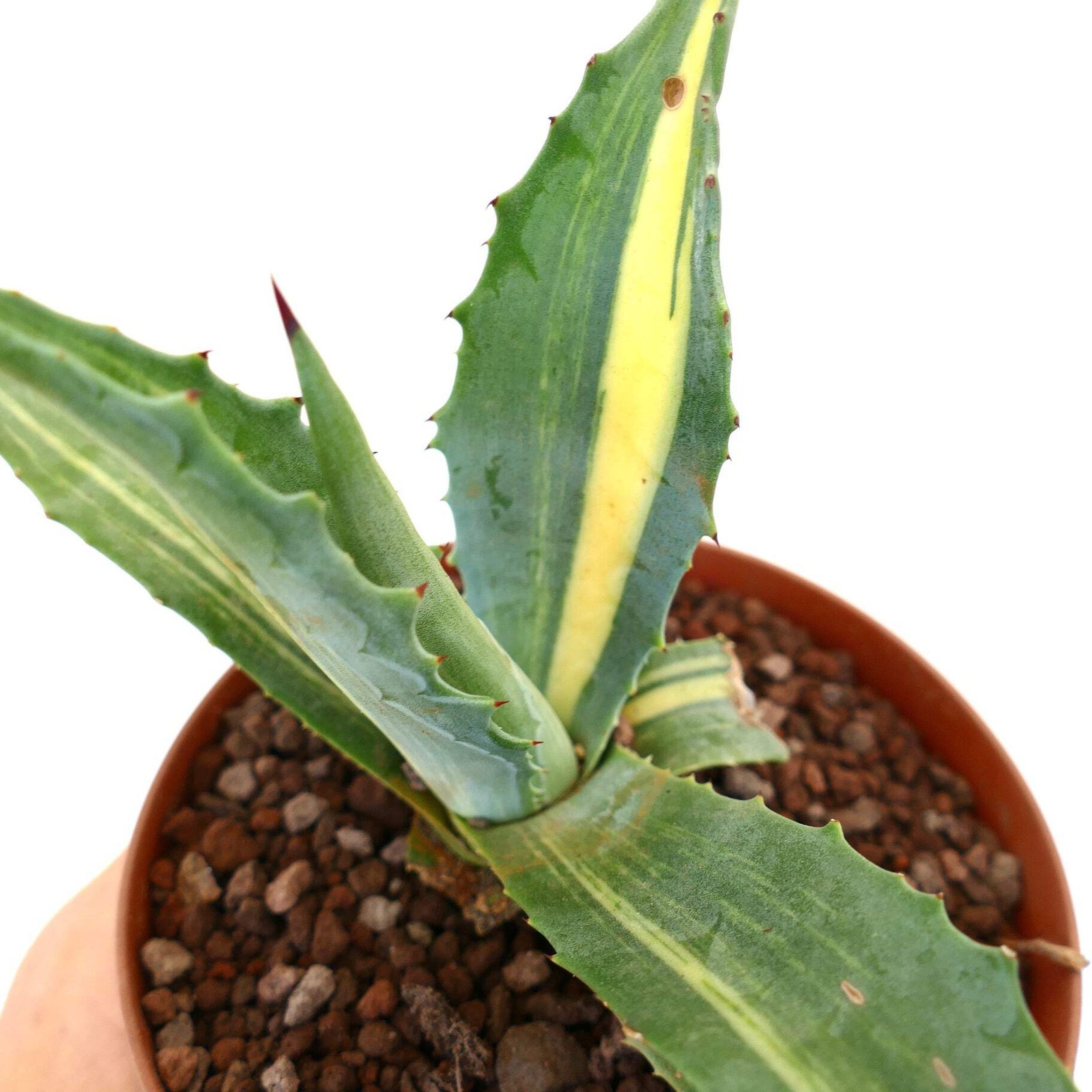 Agave americana STRIATA 55M – Century plant | American agave
