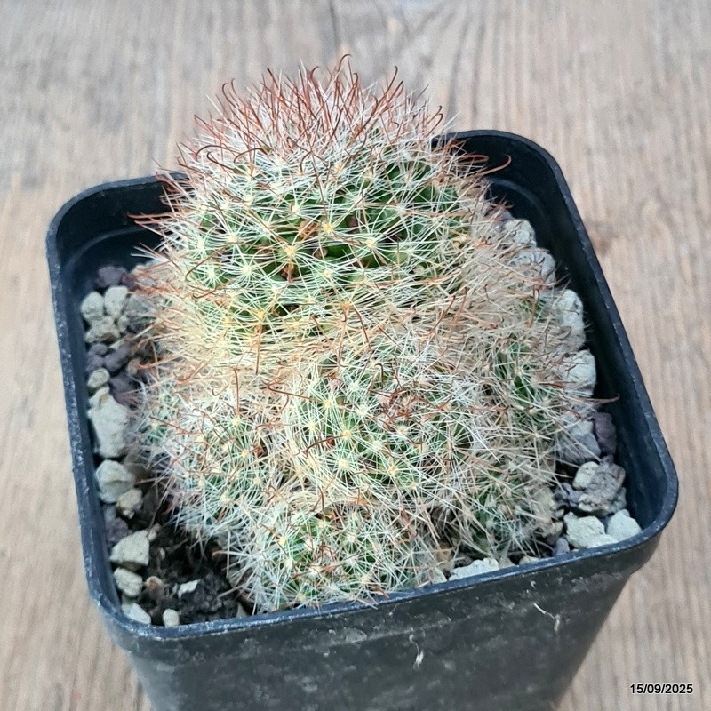 D6412 MAMMILLARIA UNCINATA pot8-H6-W9 cm MaMa Cactus