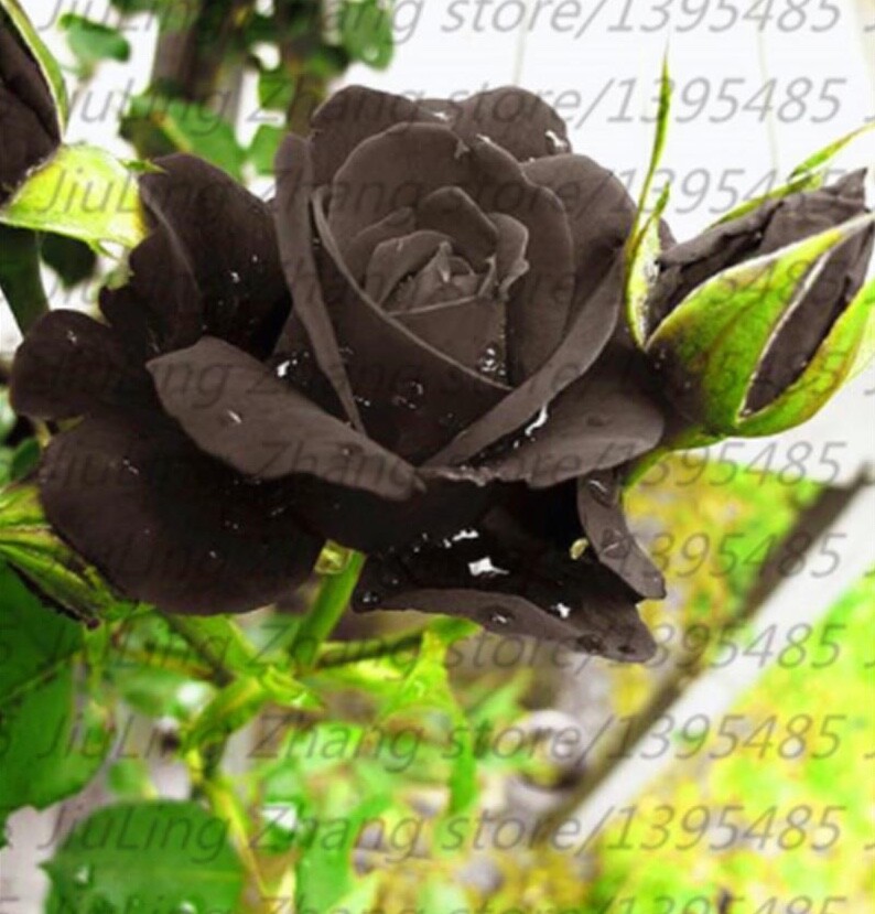 (10) RARE BLACK ROSE SEEDS perennial flower garden bush tea USA SELLER W/TRACK