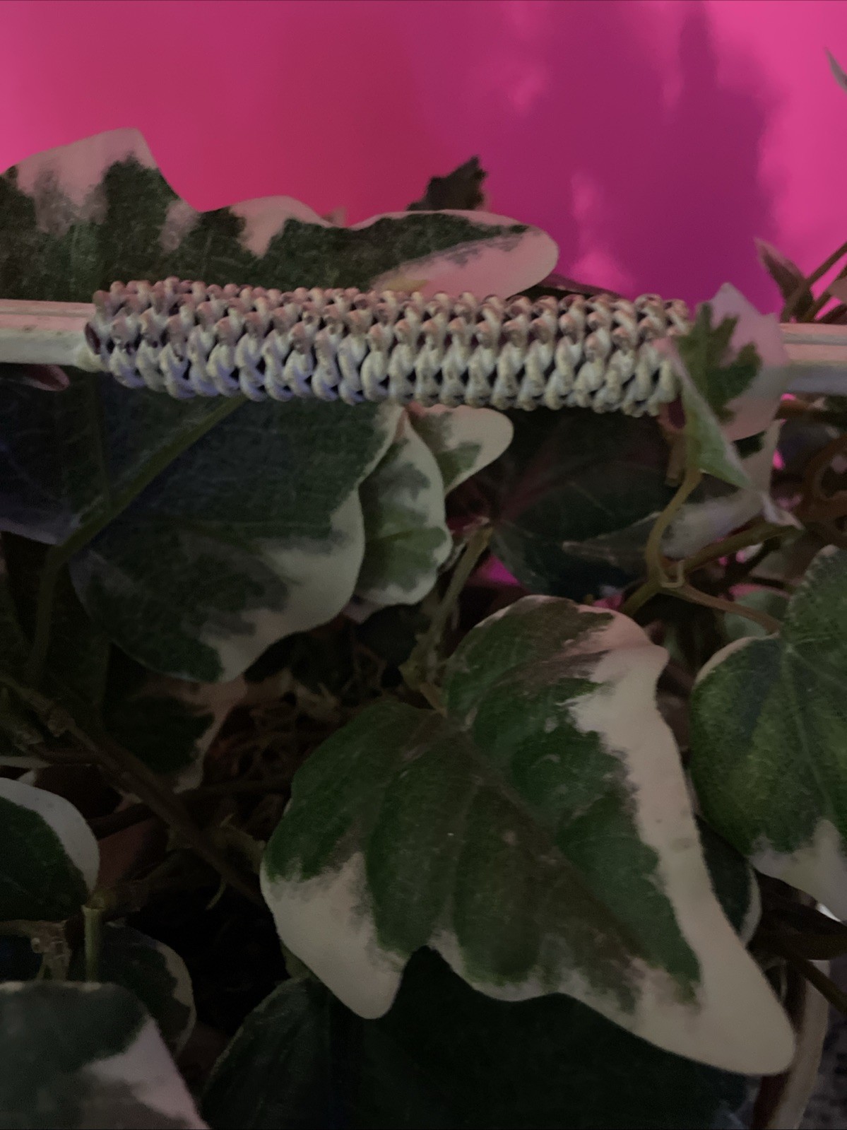Artificial Ivy Plant In Heavy Pot, Inside Metal Basket