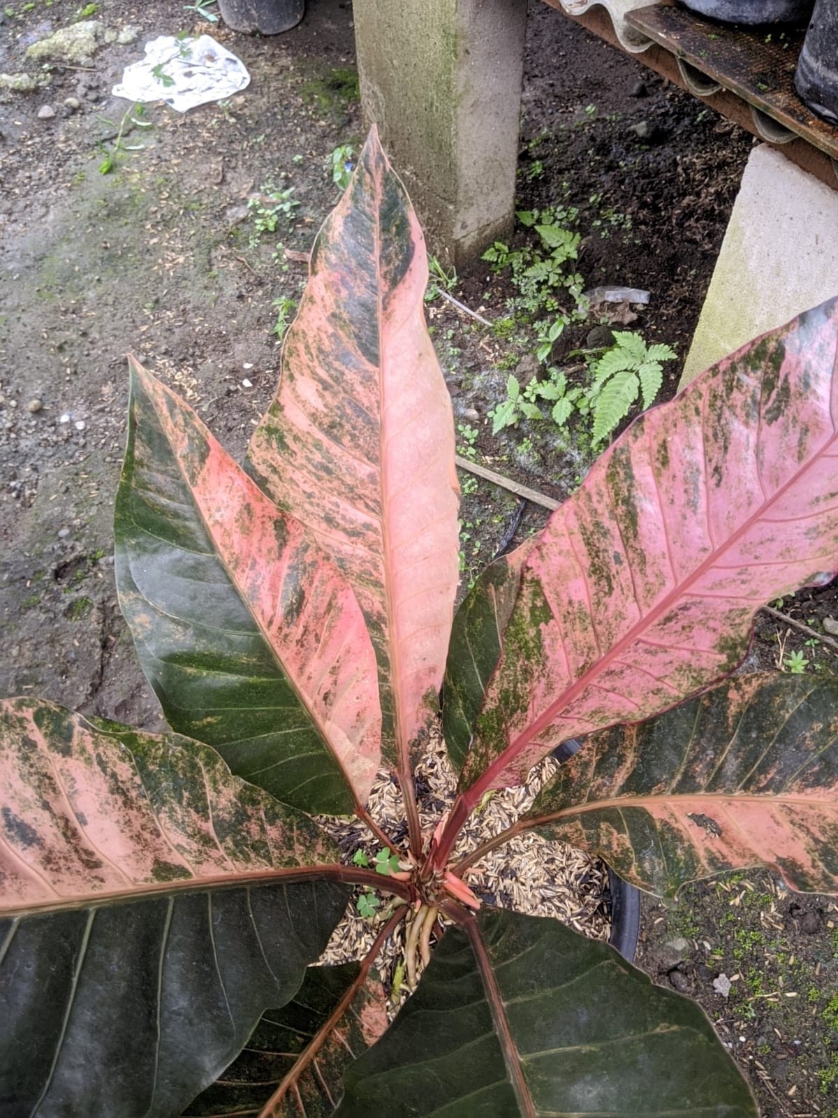 Anthurium Hookeri Pink Variegated Big Size Real Picture Very Beauty