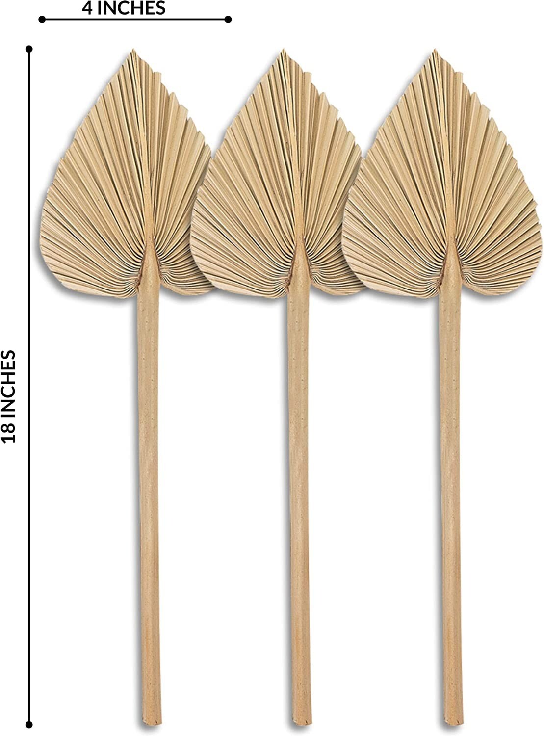 Dried Palm Leaves Pack of 12 Heart Oval Shape Dried Palm Spears