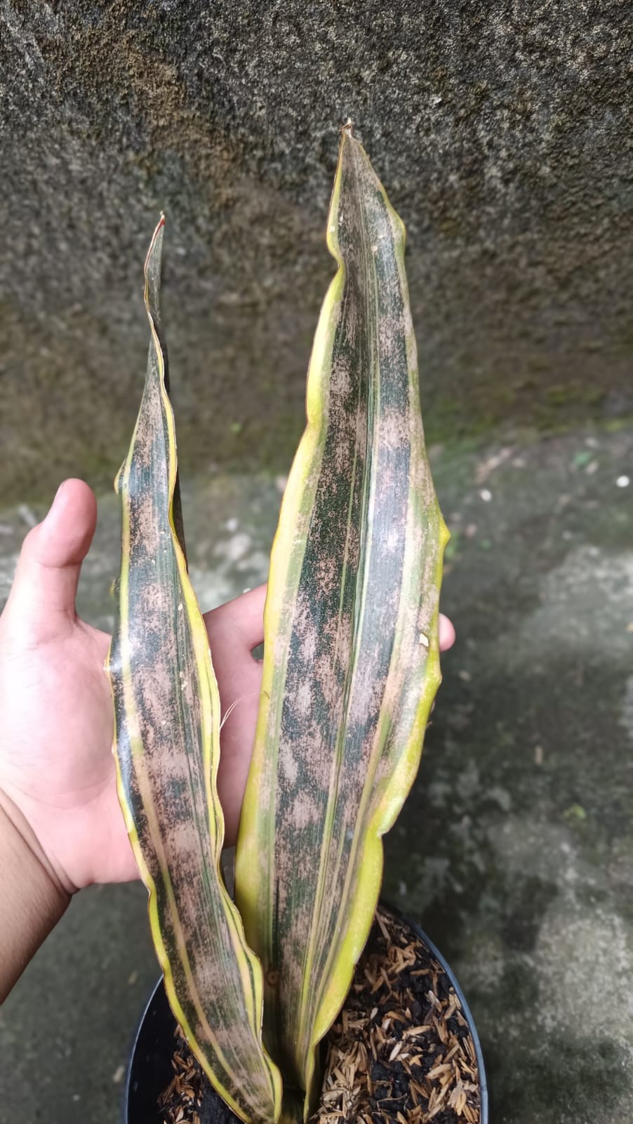 Real Picture Sansevieria Kirkii Brown Yellow Marginata Variegated Big Size