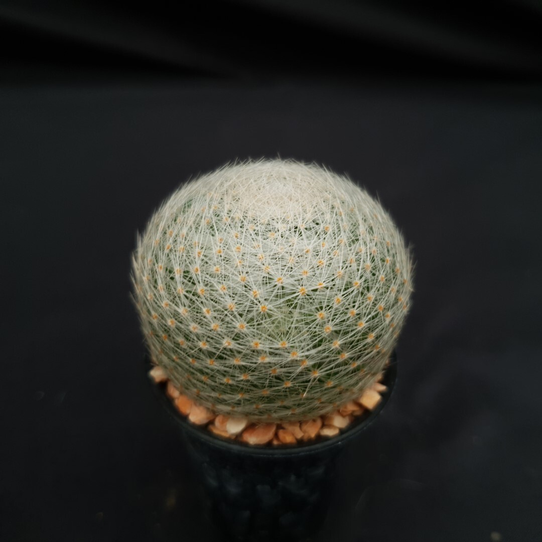 H13: Mammillaria lenta