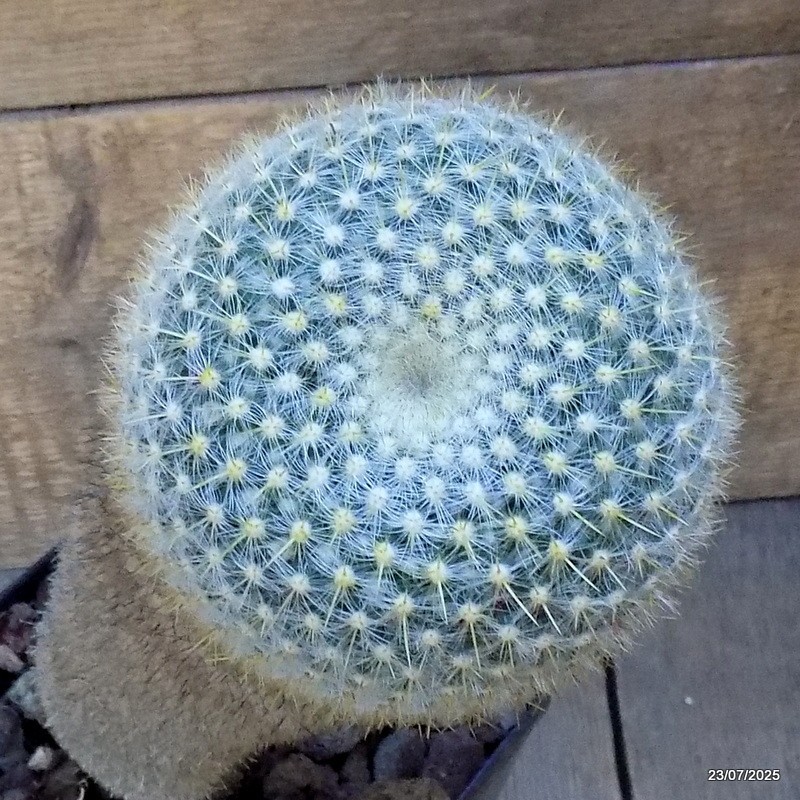 D5448 MAMMILLARIA ELEGANS pot14-H32-W11 cm MaMa Cactus