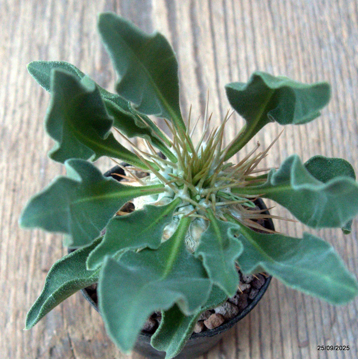 D6649 PACHYPODIUM NAMAQUANUM pot5,5-H4,5-W3,5 cm MaMa Cactus