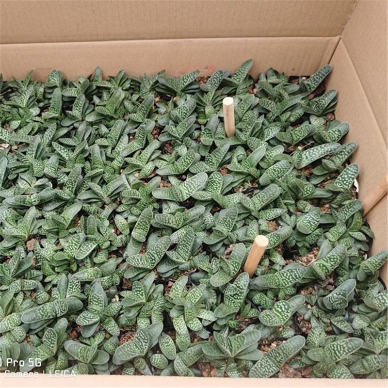 Gasteria Gracilis Gasteria Glomerata Succulent Cactus Plant