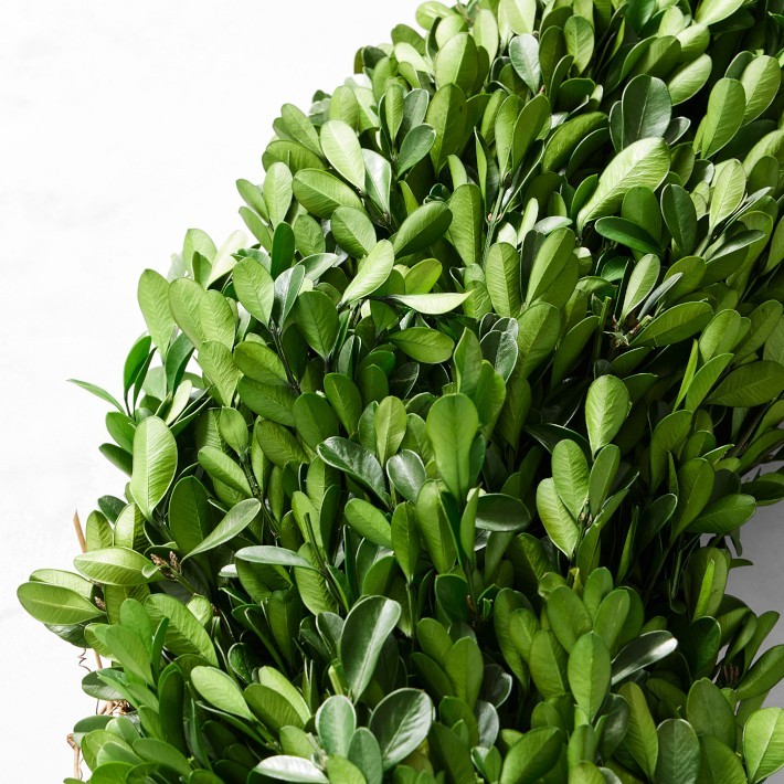 Preserved Boxwood Wreath-Williams Sonoma|38311