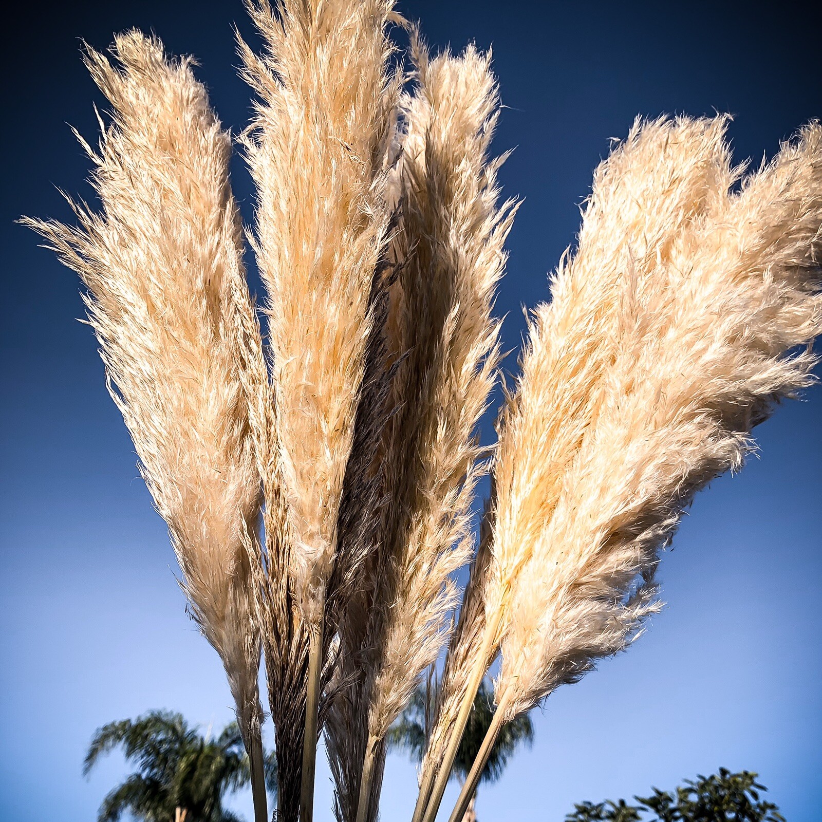 Dried flowers- Box of 10 (36”) natural white beige pampas grass