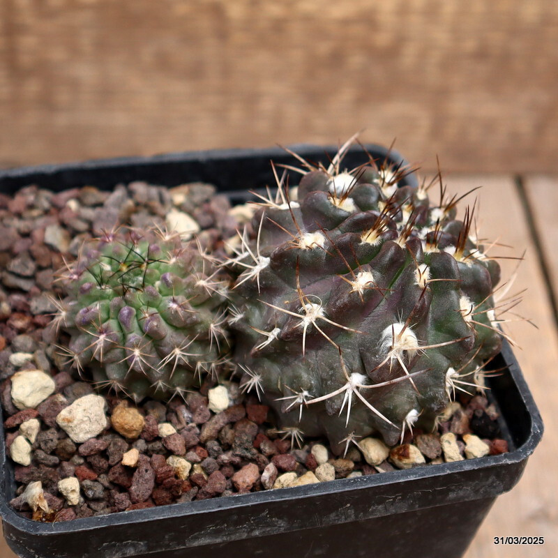 A5508 NEOPORTERIA OCCULTA pot10-H6-W10 cm MaMa Cactus