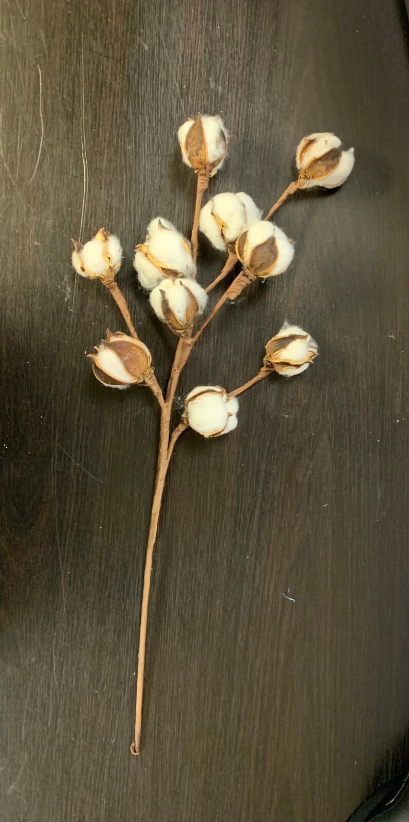 Cotton Stems Natural Dried Flower 60 Bolls in Total, 6 pack Cotton Sprigs White