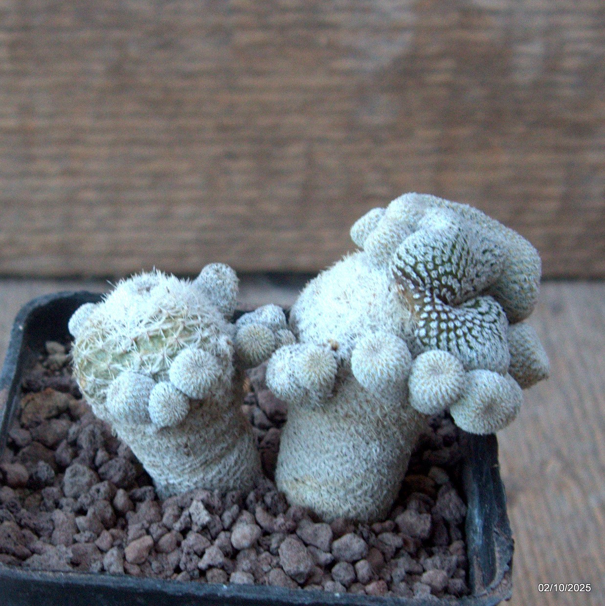 D6817 EPITHELANTHA MICROMERIS MONSTER CRESTED pot7-H6-W8 cm MaMa Cactus