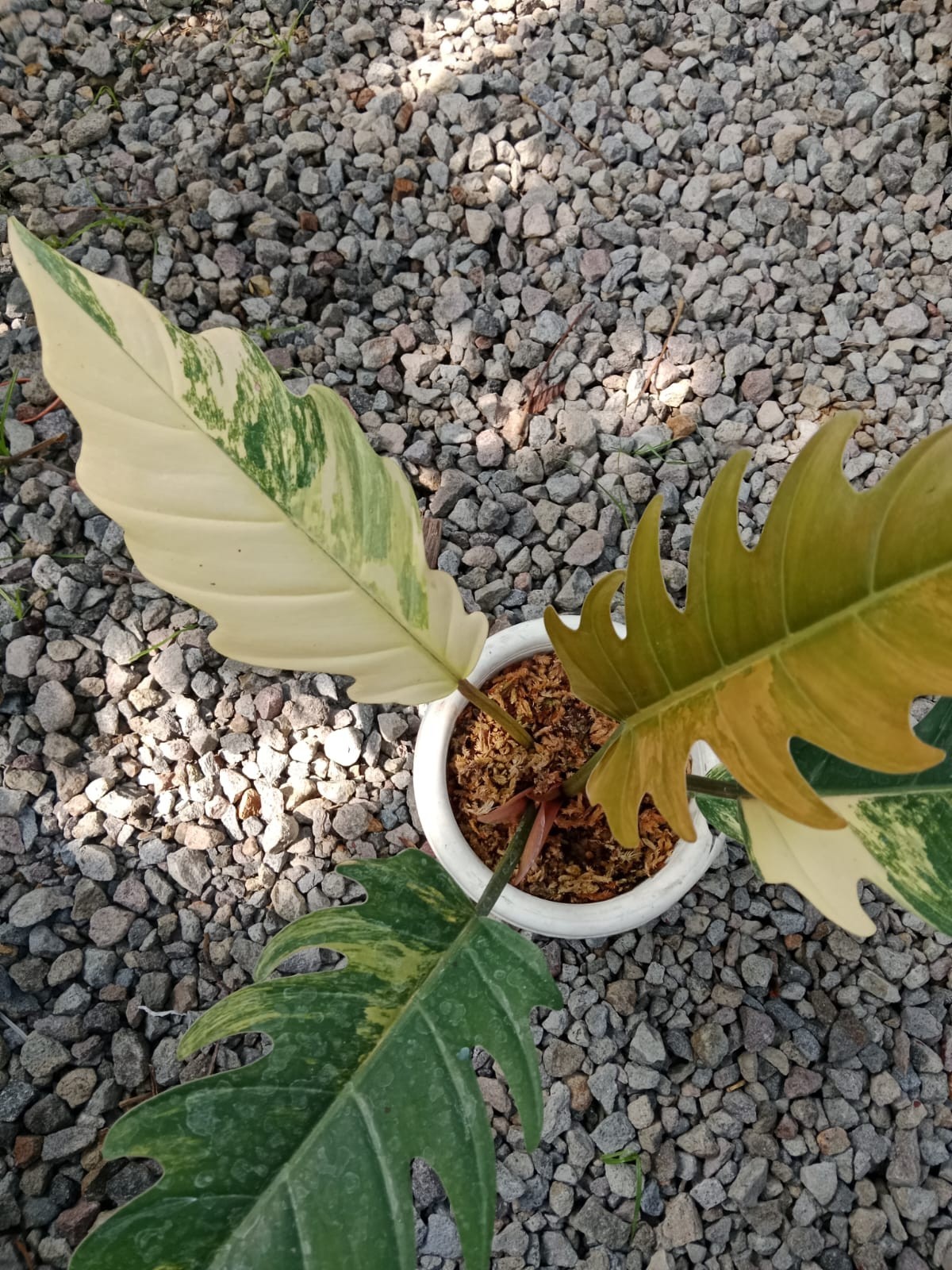Philodendron Caramel Marble Variegata Rare Variegated | Tropical Houseplant