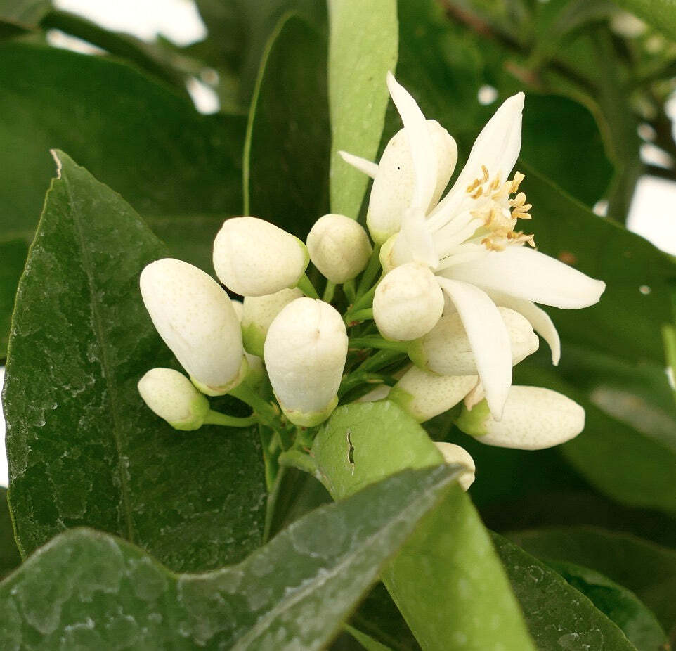Citrus sinensis cv ‘Moro’ 50-70cm – Sweet orange | Navel orange