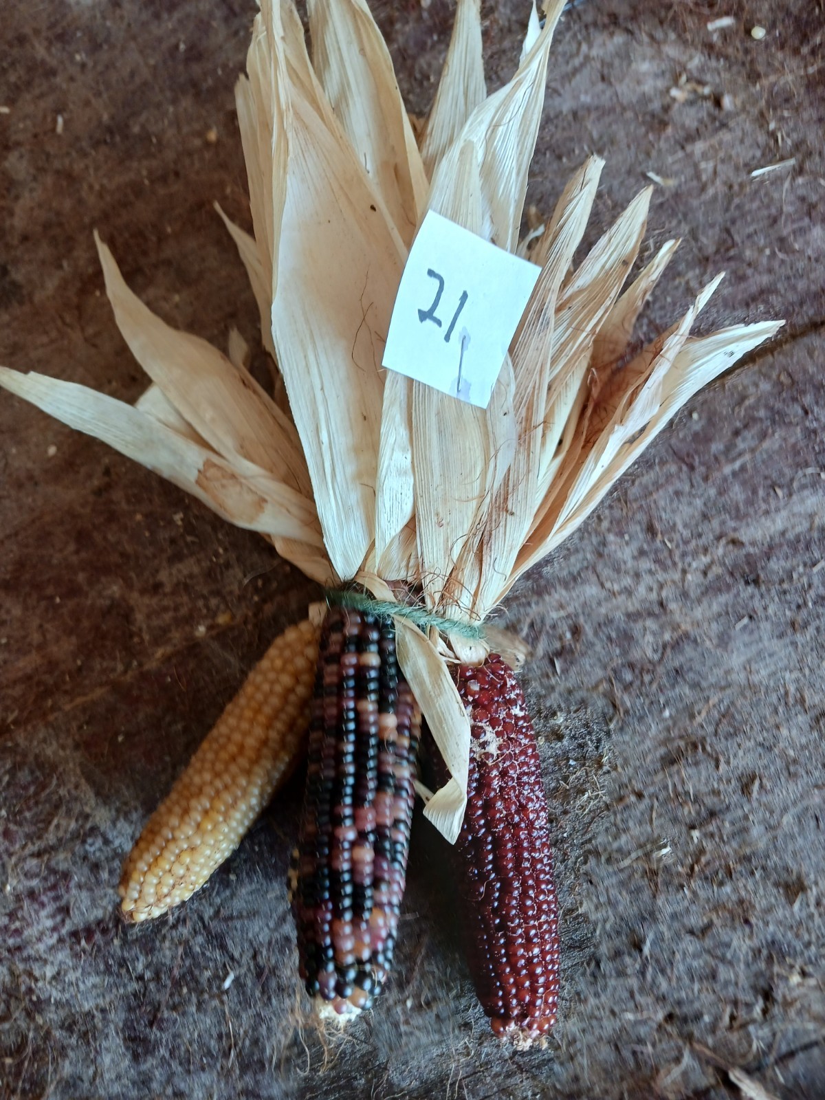 Mini Indian Corn, Approx 5″ Long – Thanksgiving, Fall, Decor, Small #21