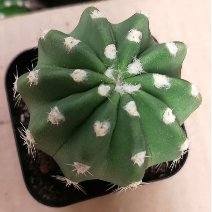 Echinopsis Oxygona Easter Lily Cactus Live Combo Flowering Cactus