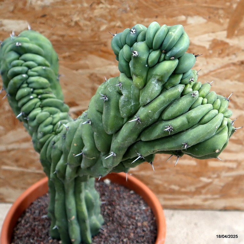 D199 MYRTILLOCACTUS GEOMETRIZANS CRESTED pot24-H38-W36 cm MaMa Cactus