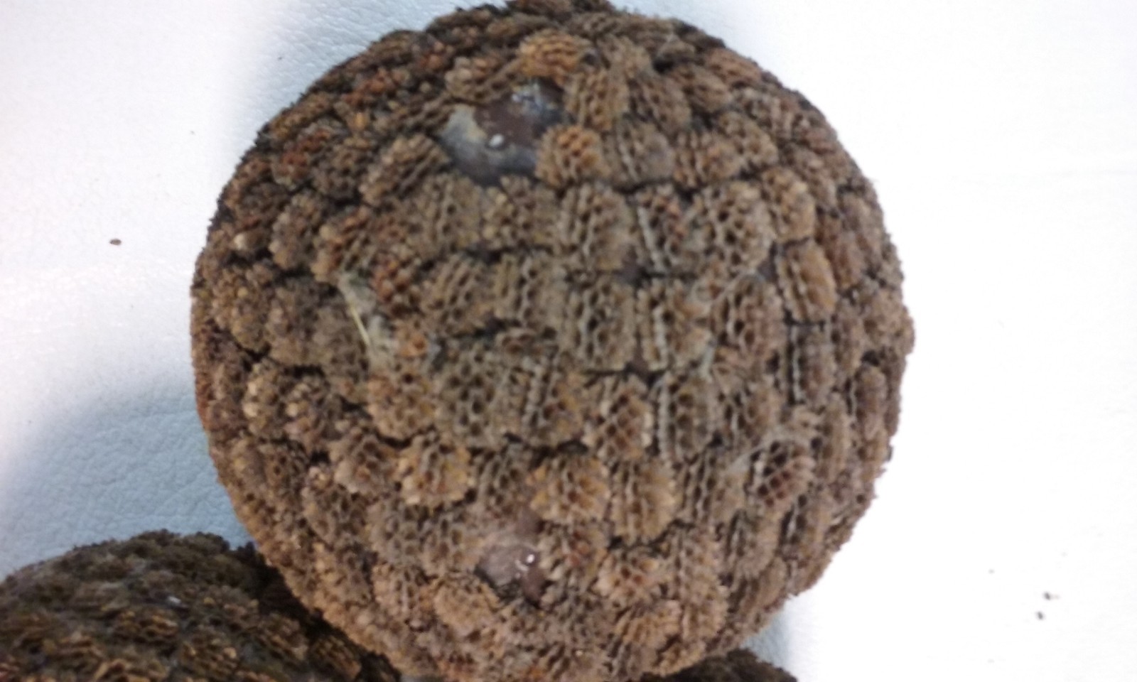 3 Brown Seed Pod Mosaic Decorative Ball Ornaments 5″ to 6″ & 4″ to 5″ wide