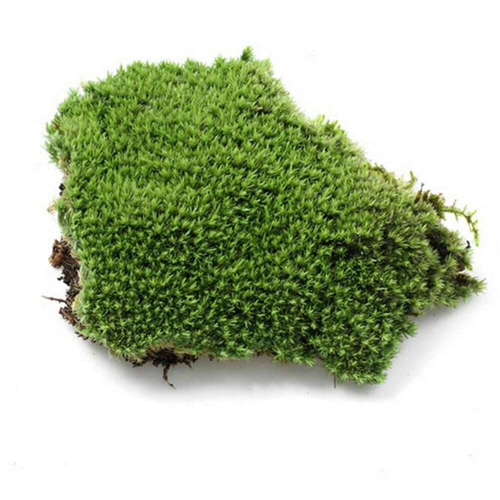Preserved Stabilized Pole Moss Pillow Moss Bun Moss Cushion Moss Natural 20g
