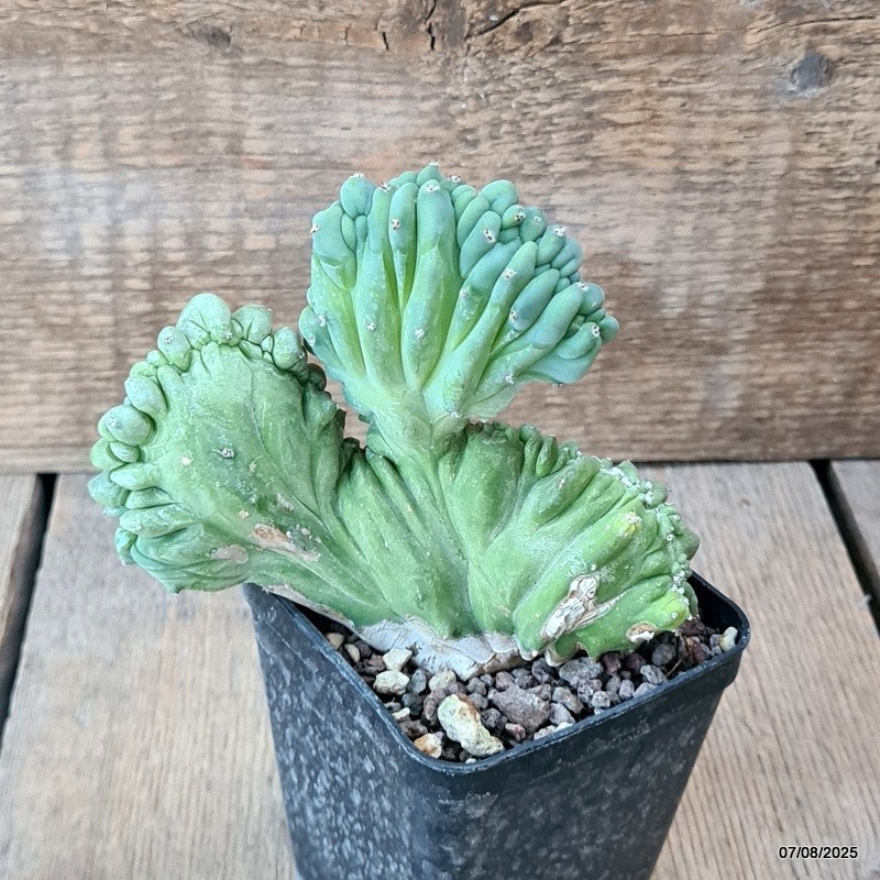 D5749 MYRTILLOCACTUS GEOMETRIZANS CRESTED pot8-H11-W13 cm MaMa Cactus