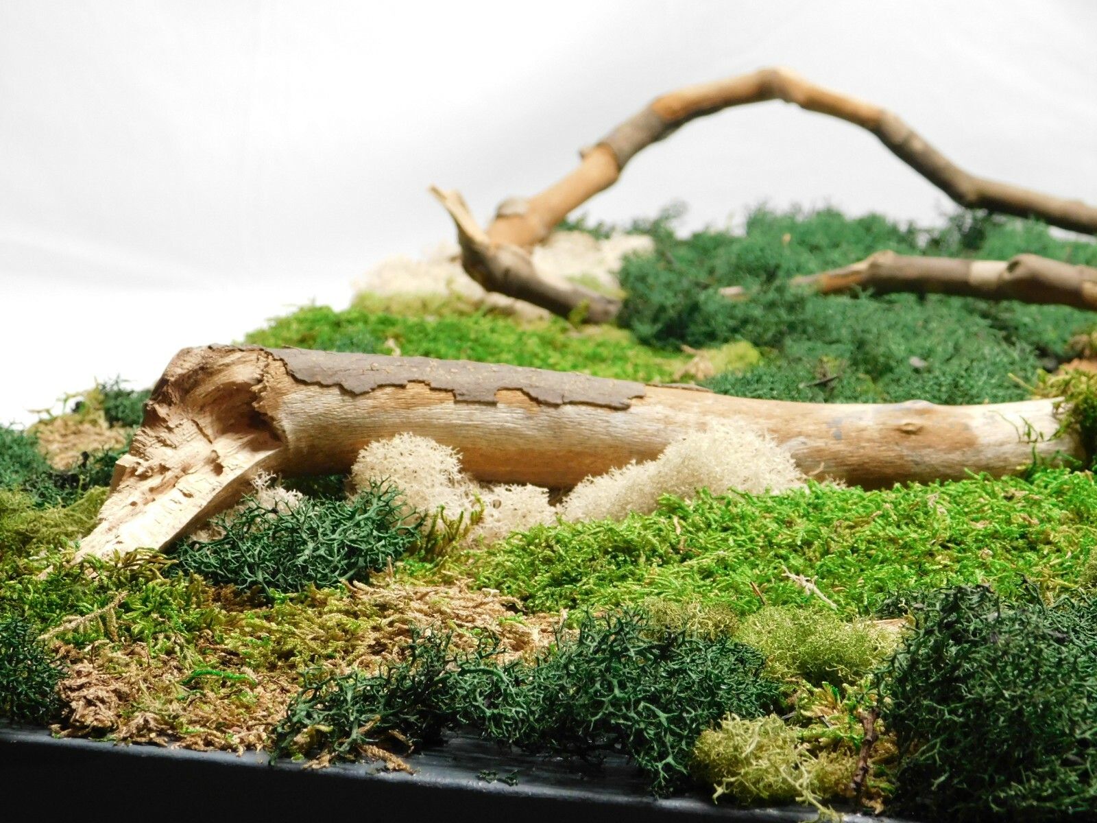 FREE SHIPPING, Large preserved moss wall art with branches, mounted on canvas 