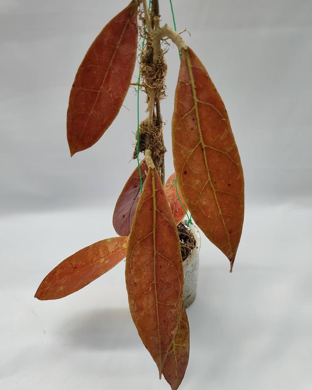 Hoya Aff Lambi Red Sp Borneo Rare Tropical Wax Plant