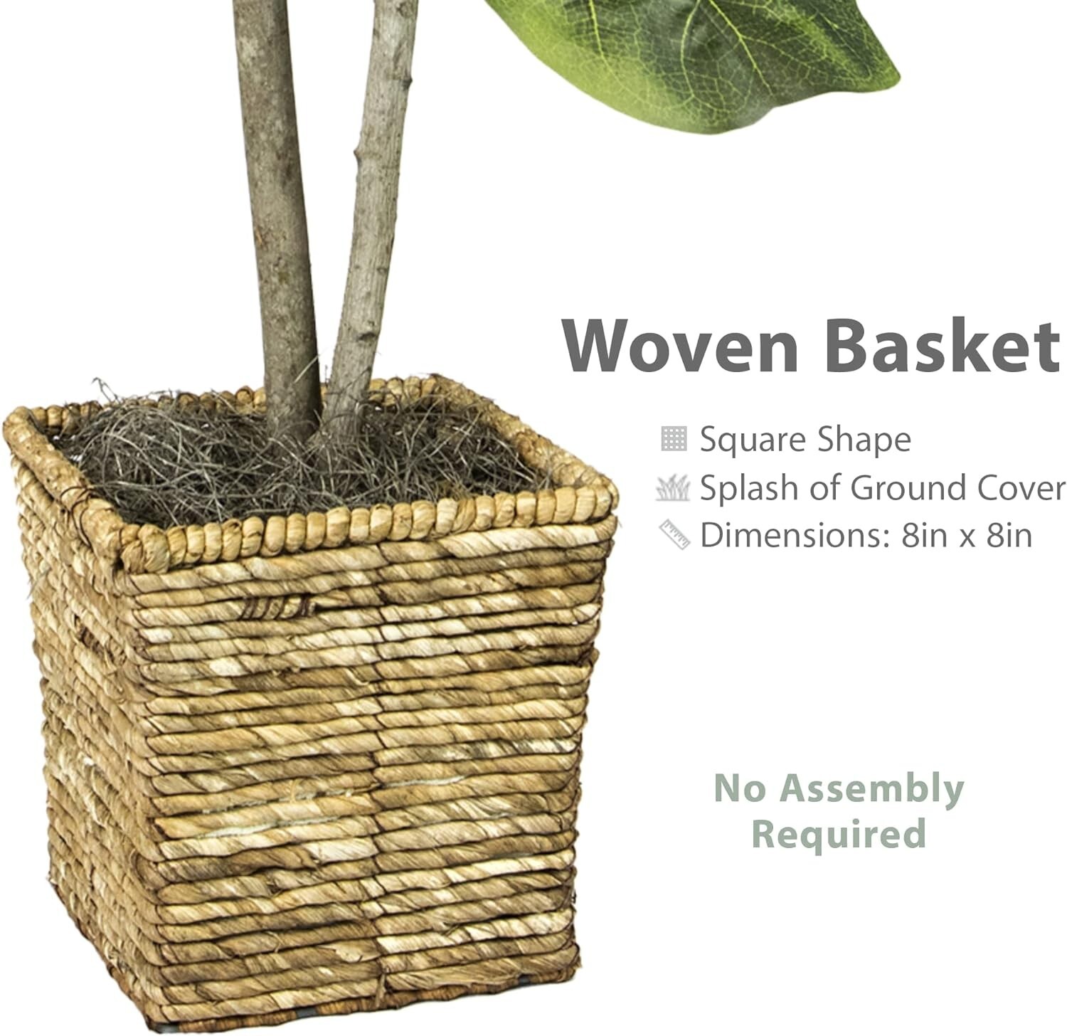 38-Inch Fiddle House Ficus In Woven Basket Creative, Imaginative, USA-Assembled