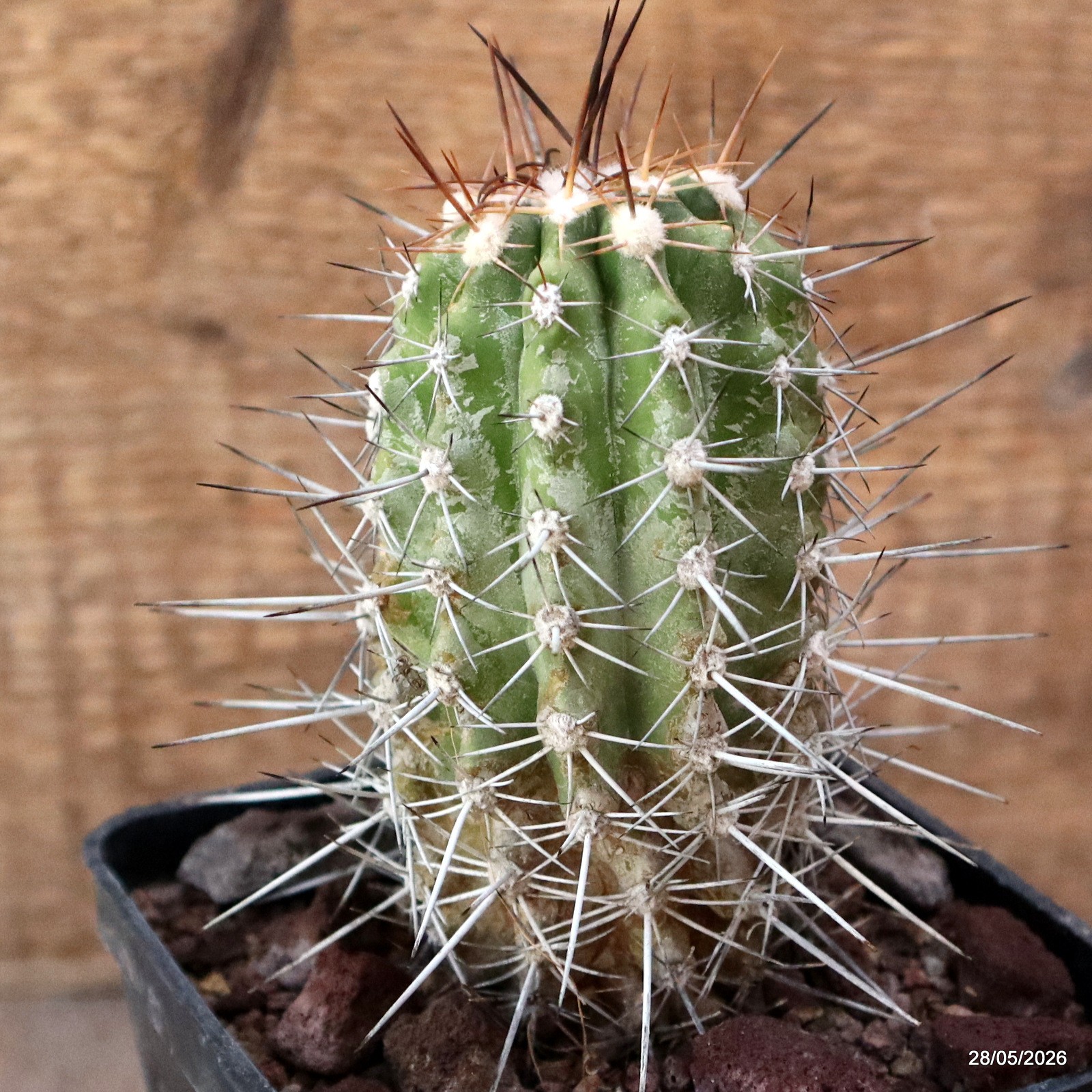 D3494 COPIAPOA LONGISPINA pot10-H11,5-W6 cm MaMa Cactus