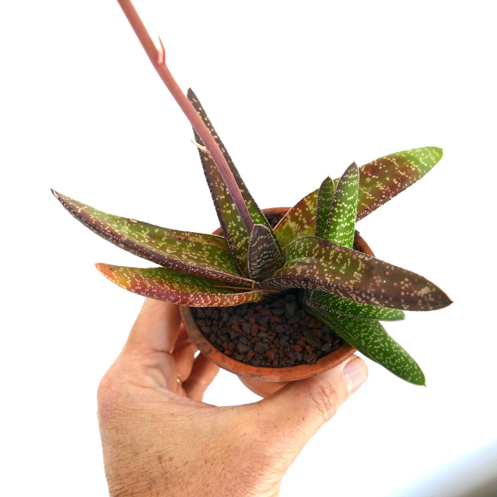 Gasteria carinata EX. EXOTICA (SPECKS) – Bredasdorp gasteria | Carinate gasteria