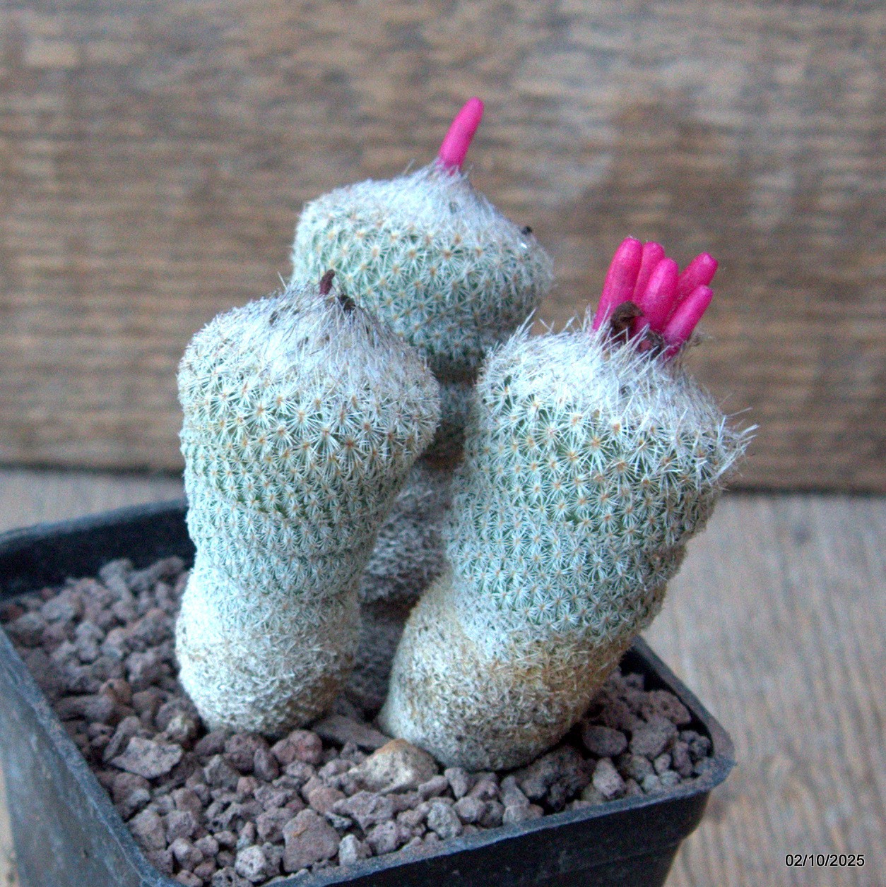 D6820 EPITHELANTHA MICROMERIS pot7-H7-W7 cm MaMa Cactus