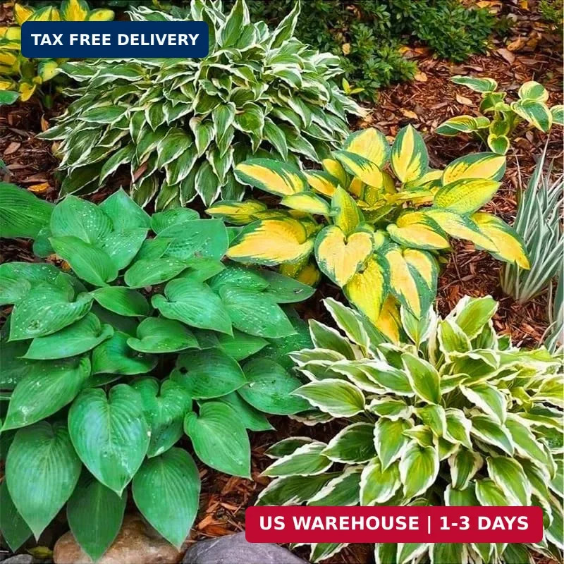 185+ Mix Color Hosta Seeds for Planting – Shade Tolerant Perennials Flowers