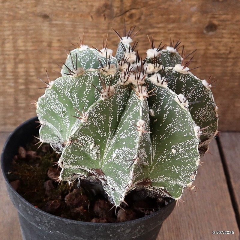 D4959 ASTROPHYTUM ORNATUM pot14-H13-W14 cm MaMa Cactus