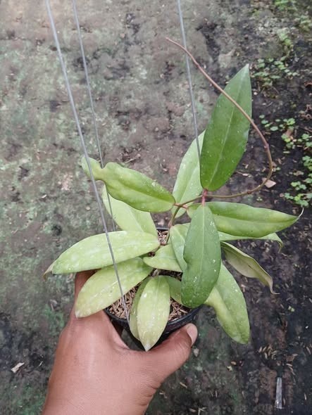 Real Pict Hoya Hybrid (H.scortechinii X H.ilagiorum) Rare Plant