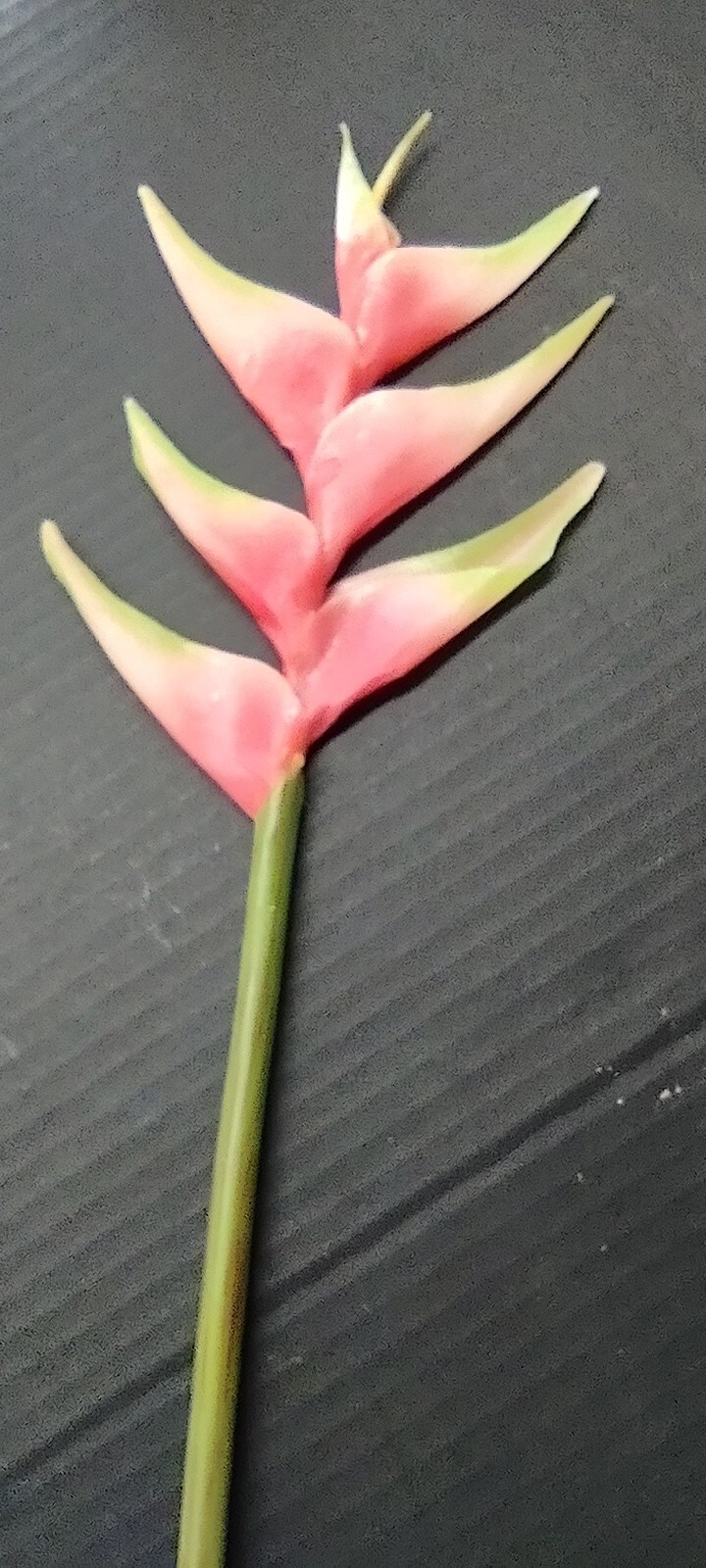 Artificial heliconia stem Hawaiian flowers PINK Tones