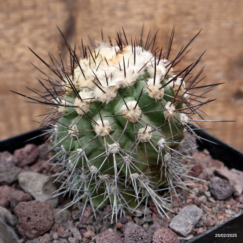 D3789 COPIAPOA CARRIZALENSIS pot14-H11-W9 cm MaMa cactus
