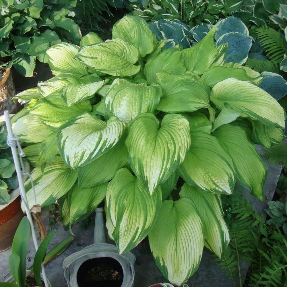 Hosta Seeds for Planting, 210+pcs Rare Perennial Hosta Flower Seeds Plants, Non-