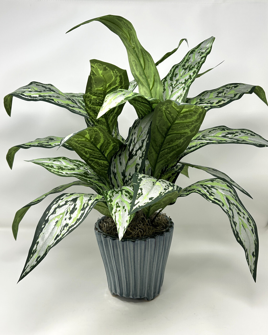 19″ Large SILVER QUEEN AGLAONEMA artificial silk Sword plant, 5.5″ Blue Ceramic