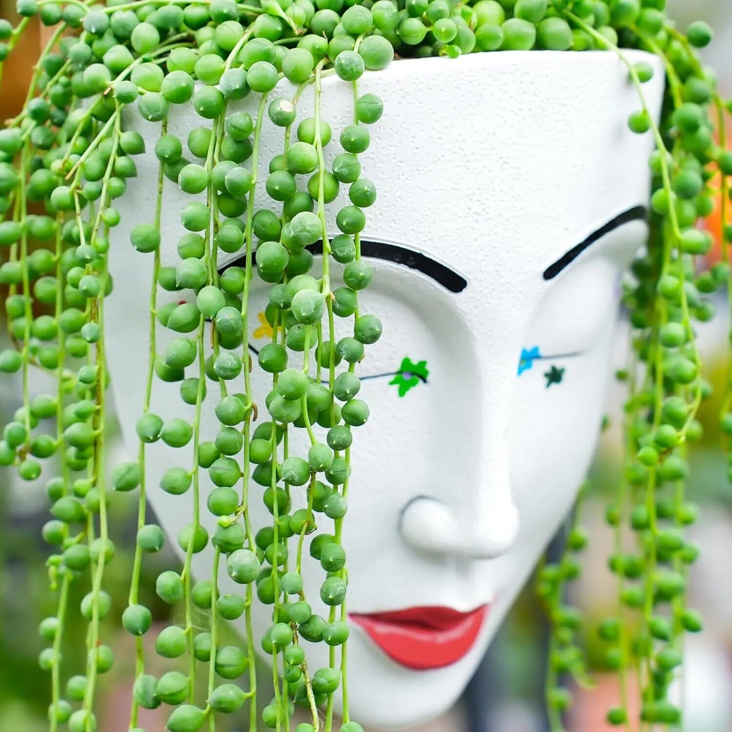 Live Succulent String of Pearls Live Plant Fully Rooted in 4″ Pot with Soil