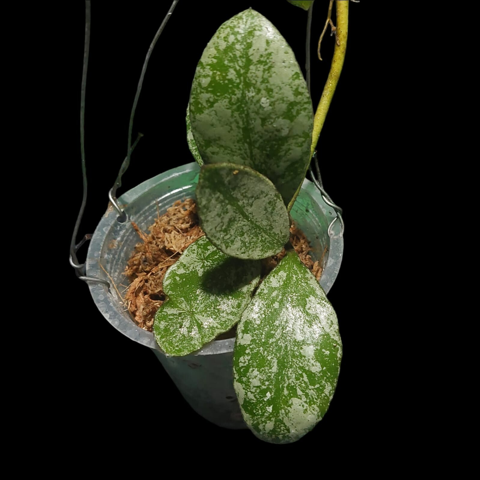 Hoya Waymaniae splash Rare Free phytosanitary Ship By DHL Express.